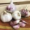 Garlic Russian Red Organic Bulbs -Botanical Bliss 29435 PK 2