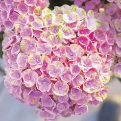 Hydrangea Magical® Amazone Bigleaf Hydrangea