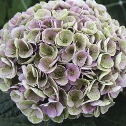 Hydrangea Magical® Amazone Bigleaf Hydrangea -Botanical Bliss 29440 3