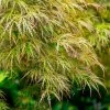 Acer 'Seiryu' Japanese Maple -Botanical Bliss 29463