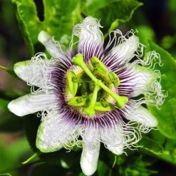Passiflora 'Nancy Garrison' Passion Fruit 7 Passiflora 'Nancy Garrison' Passion Fruit -Botanical Bliss 29508 2