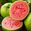 Psidium 'Tropical Pink' Guava -Botanical Bliss 29509