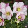 Helleborus HGC® Winter Ballet Liara Hellebore -Botanical Bliss 29513