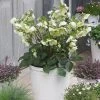 Helleborus Frostkiss® Molly's White Hellebore -Botanical Bliss 29515