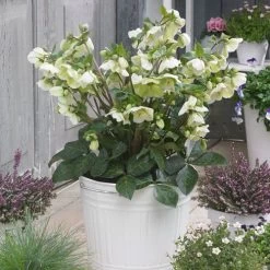 Helleborus Frostkiss® Molly's White Hellebore