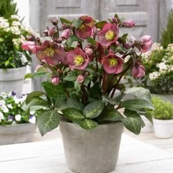 Helleborus Frostkiss® Pippa's Purple® Hellebore