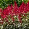 Astilbe 'Red Cattleya' False Spirea 1 Astilbe 'Red Cattleya' False Spirea -Botanical Bliss 29519