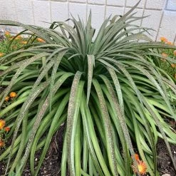 Mangave Mad About Mangave® 'Bad Hair Day' -Botanical Bliss 29523 1