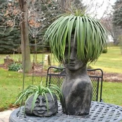 Mangave Mad About Mangave® 'Bad Hair Day' -Botanical Bliss 29523 2