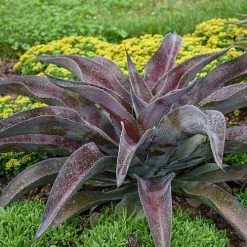 Mangave Mad About Mangave® 'Mission To Mars' -Botanical Bliss 29526 1