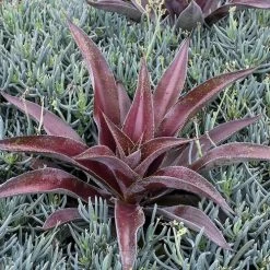 Mangave Mad About Mangave® 'Mission To Mars' -Botanical Bliss 29526 2