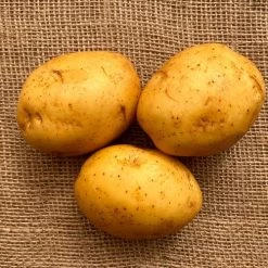 'Golden Globe' Potato - 2 Pound Bag