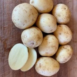 'Golden Globe' Potato - 2 Pound Bag 7 'Golden Globe' Potato - 2 Pound Bag -Botanical Bliss 29530 2
