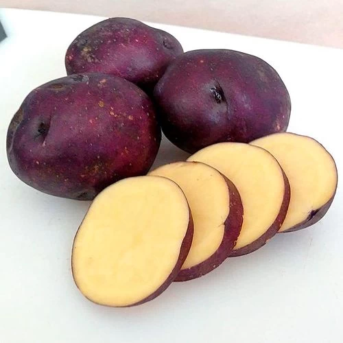 'Harvest Moon' Potato - 2 Pound Bag 4 'Harvest Moon' Potato - 2 Pound Bag - Image 2