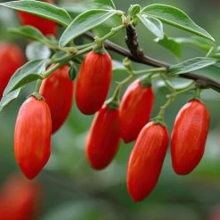 Lycium 'Firecracker' Goji Berry