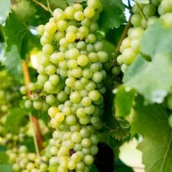 Vitis 'Elvira' White Grape