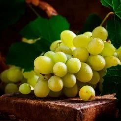 Vitis 'Elvira' White Grape -Botanical Bliss 29536 PK 3 2