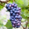Vitis 'Concord' Blue Seedless Grape -Botanical Bliss 29539 PK 3
