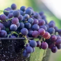 Vitis 'Concord' Blue Seedless Grape -Botanical Bliss 29539 PK 3 2