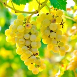 Vitis 'Edelweiss' White Grape -Botanical Bliss 29542 PK 3 2