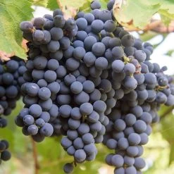 Vitis 'St Croix' Red Grape