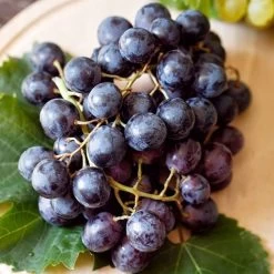 Vitis 'St Croix' Red Grape -Botanical Bliss 29544 PK 3 2