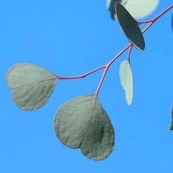 Eucalyptus Polyanthemos Red Box -Botanical Bliss 29631 4