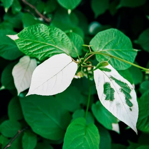 Actinidia September Sun™ Arctic Beauty™ Female Kiwi 3 Actinidia September Sun™ Arctic Beauty™ Female Kiwi