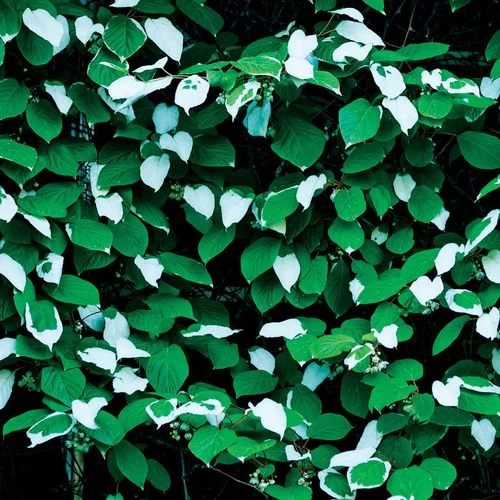 Actinidia September Sun™ Arctic Beauty™ Female Kiwi 4 Actinidia September Sun™ Arctic Beauty™ Female Kiwi - Image 2