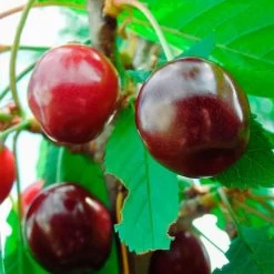 Prunus 'Kristin' Cherry