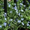 Lithodora 'Grace Ward' Gromwell -Botanical Bliss 29663