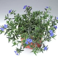 Lithodora 'Grace Ward' Gromwell -Botanical Bliss 29663 1