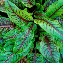 Rumex Sanguineus Bloody Dock
