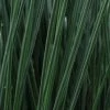Juncus ColorGrass® 'Blue Arrows' Rush -Botanical Bliss 29671