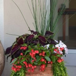 Juncus ColorGrass® 'Blue Arrows' Rush -Botanical Bliss 29671 1