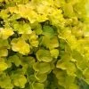 Lysimachia Creeping Jenny -Botanical Bliss 29672