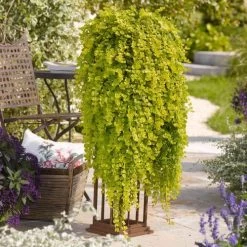 Lysimachia Creeping Jenny -Botanical Bliss 29672 1