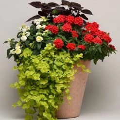 Lysimachia Creeping Jenny -Botanical Bliss 29672 2