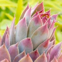 Sempervivum 'Purple Beauty' Hens & Chicks -Botanical Bliss 29681 2