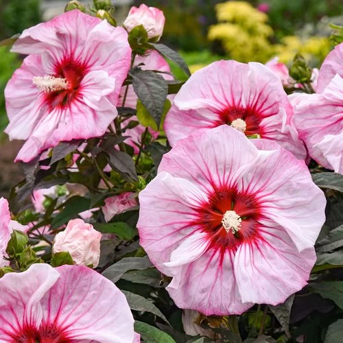 Hibiscus Summerific® 'Cherry Coco Latte' Rose Mallow 3 Hibiscus Summerific® 'Cherry Coco Latte' Rose Mallow