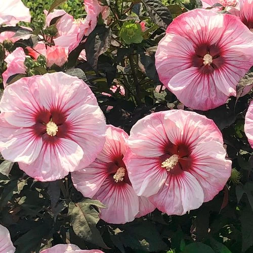 Hibiscus Summerific® 'Cherry Coco Latte' Rose Mallow 5 Hibiscus Summerific® 'Cherry Coco Latte' Rose Mallow - Image 3