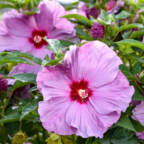 Hibiscus Summerific® 'Lilac Crush' Rose Mallow 3 Hibiscus Summerific® 'Lilac Crush' Rose Mallow