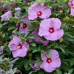 Hibiscus Summerific® 'Lilac Crush' Rose Mallow 6 Hibiscus Summerific® 'Lilac Crush' Rose Mallow -Botanical Bliss 29685 1
