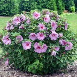 Hibiscus Summerific® 'Lilac Crush' Rose Mallow 7 Hibiscus Summerific® 'Lilac Crush' Rose Mallow -Botanical Bliss 29685 2