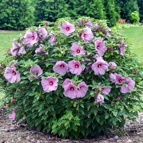 Hibiscus Summerific® 'Lilac Crush' Rose Mallow 5 Hibiscus Summerific® 'Lilac Crush' Rose Mallow - Image 3