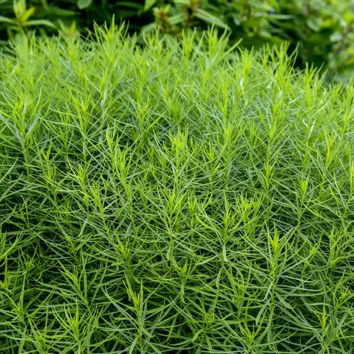Amsonia 'String Theory' Bluestar 4 Amsonia 'String Theory' Bluestar - Image 2