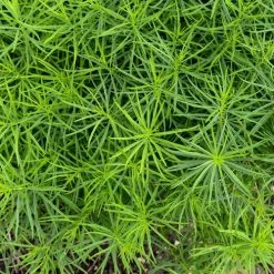 Amsonia 'String Theory' Bluestar 8 Amsonia 'String Theory' Bluestar -Botanical Bliss 29686 2