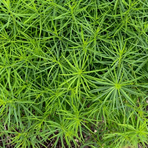 Amsonia 'String Theory' Bluestar 5 Amsonia 'String Theory' Bluestar - Image 3