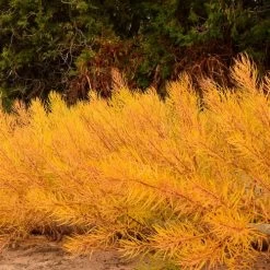 Amsonia 'String Theory' Bluestar 9 Amsonia 'String Theory' Bluestar -Botanical Bliss 29686 3