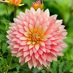 Dahlia 'Extase' Decorative Dahlia Bulb -Botanical Bliss 29694 2